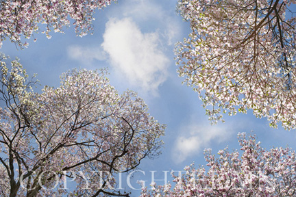 Sky & Tree Tops Combination #9 - color