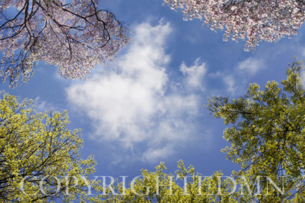 Sky & Tree Tops Combination #10 - color