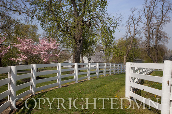 White Fence & Pink Tree, Lexington, Kentucky 10-Color