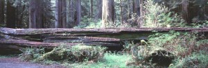 Fallen Tree, California