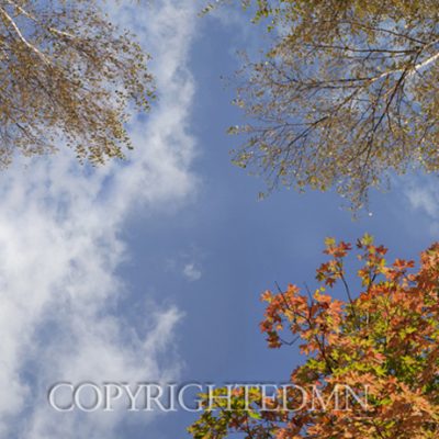 Sky & Tree Tops Combination #20-Color