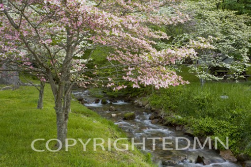 Blossoms & Stream #2, Tennessee 08 - Color