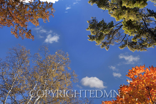 Sky & Tree Tops Combination #22-Color.jpg