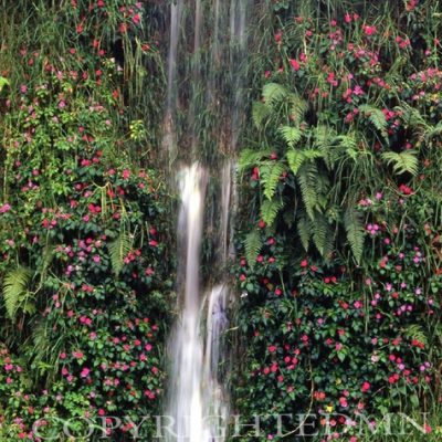 Falls & Pink Flowers, Costa Rica 04