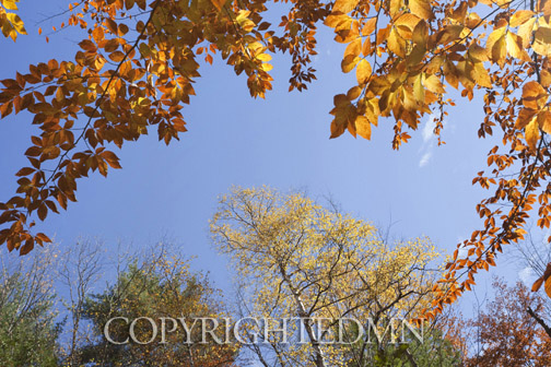 Sky & Tree Tops Combination #26-Color.jpg