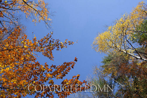 Sky & Tree Tops Combination #28-Color.jpg