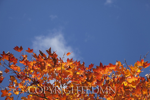 Sky & Tree Tops Combination #29-Color.jpg