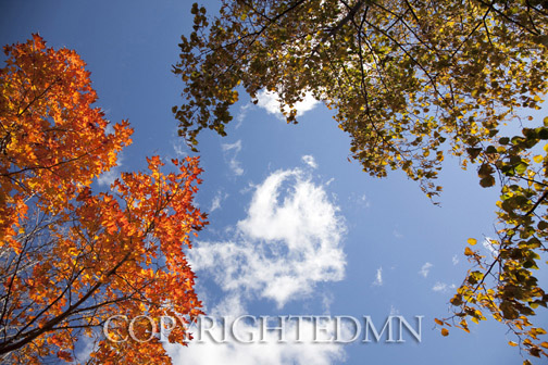 Sky & Tree Tops Combination #30-Color.jpg