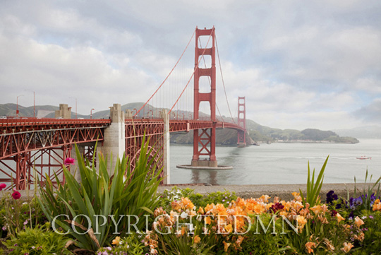 Golden Gate Bridge & Flowers, San Fransisco, California 11 - color