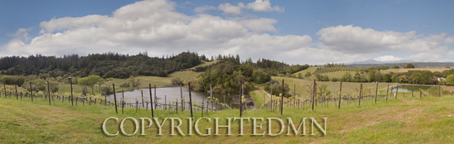 Michel-Schlumberger Vineyards, Sonoma Valley, California 11 - color