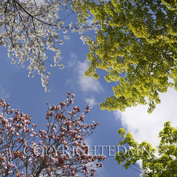 Sky & Tree Tops Combination #60-color