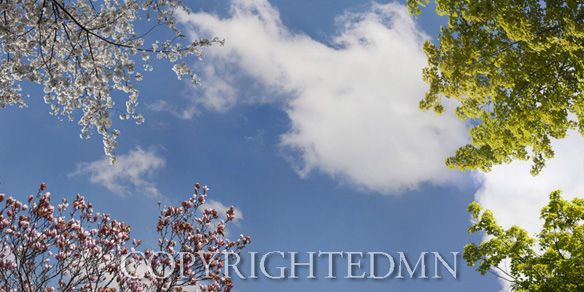 Sky & Tree Tops Combination #61-color