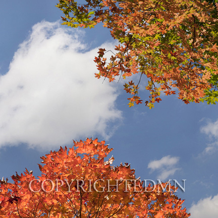 Sky & Tree Tops Combination #62-color
