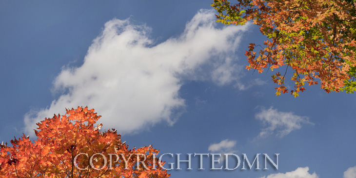 Sky & Tree Tops Combination #63-color