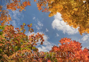 Sky & Tree Tops Combination #64-color