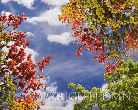 Sky & Tree Tops Combination #65-color