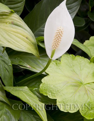 Calla lily, Asheville, North Carolina 12 - Color
