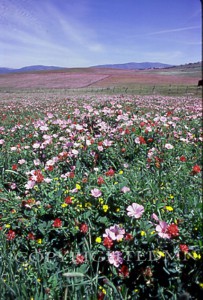 Field Of Flowers, Spain