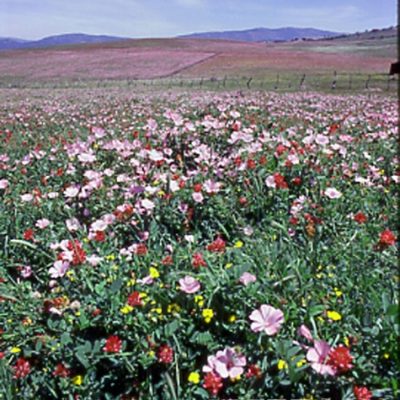 Field Of Flowers, Spain