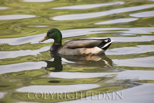 Mallard Duck, Cincinnati, Ohio 12 - Color