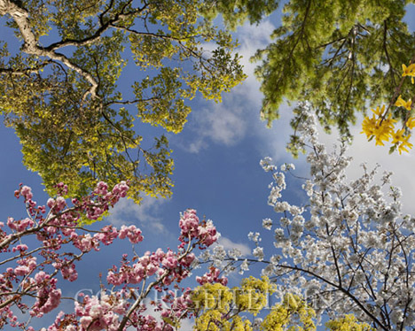Sky & Tree Tops Combination #67-color
