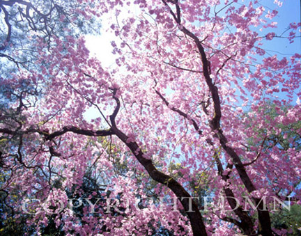 Cherry Blossom Tree Top & Sky #2, Kyoto, Japan 05 – Color