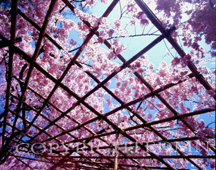 Cherry Blossom Tree Top & Sky #3, Kyoto, Japan 05 - Color