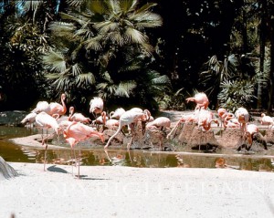 Flamingos, Florida