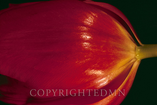 Tulip Close Up, Ann Arbor, Michigan 1980-color