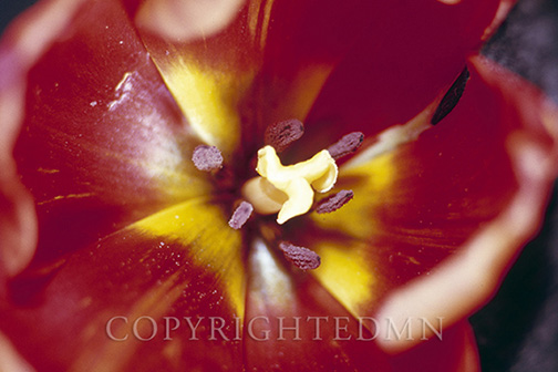Tulip Stamen, Ann Arbor, Michigan 1980-color