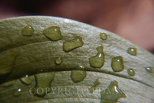 Water Droplets on Leaf, Ann Arbor, Michigan 1980-color