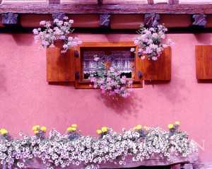 Flowered Wall & Window, Riquewihr, France 99