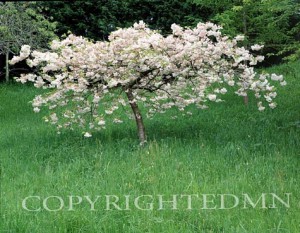 Flowering Tree In Wales, Wales 00
