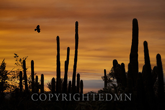 Cactus Sunset, Tucson, Arizona 14-color
