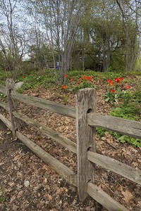 Fence & Tulips, Cleveland, Ohio 14-color