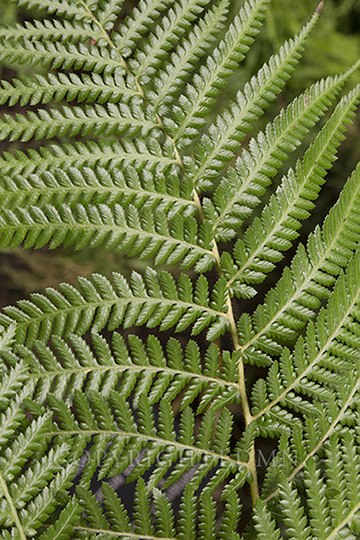 Ferns, Botanical Gardens, Ann Arbor, Michigan 13