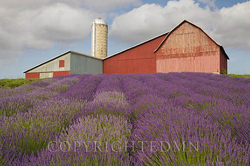 Lavendar Farm, Horton Bay, Michigan 14-color