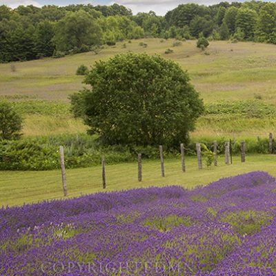 Lavender Field #2, Horton Bay, Michigan 14-color