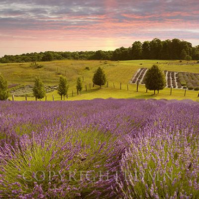 Lavender Field, Horton Bay, Michigan 14-color