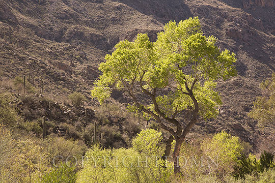 Lone Cottonwood, Tucson, Airizona 14-color
