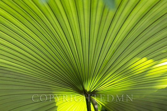 Palm Fronds #2, Cleveland, Ohio 14-color