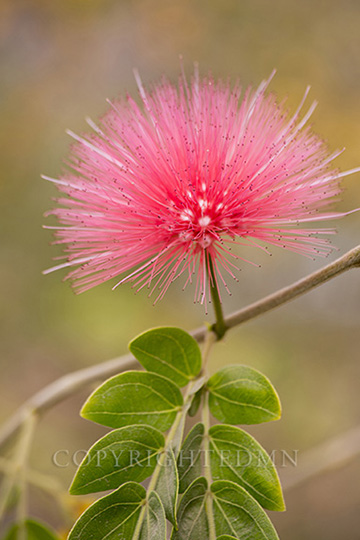 Pink Flower, Tucson, Airizona 14-color
