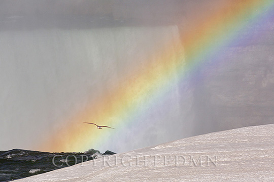 Rainbow Flyer, Niagra Falls, New York 14-color