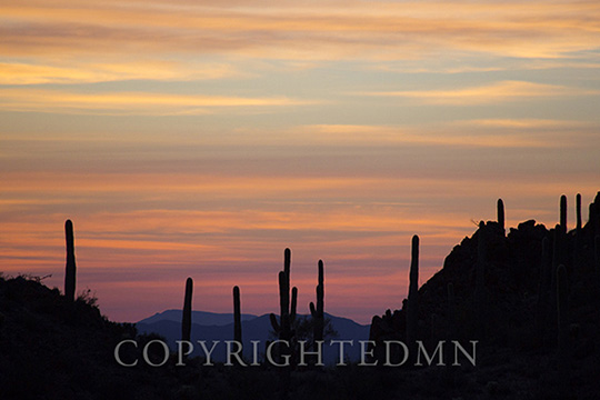 Saquaro Sunset, Tucson, Airizona 14-color