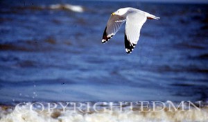 Flying Seagull, Texas
