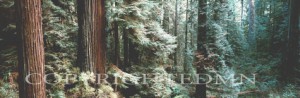 Forest #1, Washington