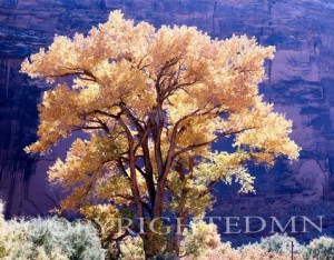 Glowing Tree, Utah 98