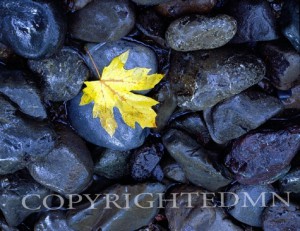 Golden Leaf, Lake Quinault, Washington 02