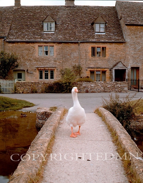 Goose, Cotswold, England
