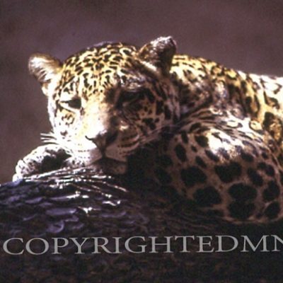 Jaguar, Texas